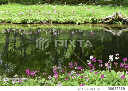 粉紅色和白色的月見草在水邊綻放 90087389