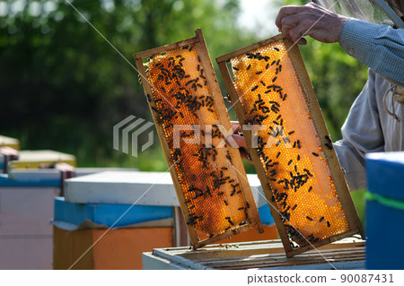 Beekeeper working collect honey. Beekeeping concept. Farmer wearing bee suit working with honeycomb in apiary. Beekeeping in countryside. Organic farming. Beekeeper working collect honey. Beekeeping concept. Farmer wearing bee suit working with honeycomb in apiary. Beekeeping in countryside. Organic farming. 90087431