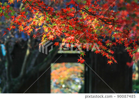 Autumn leaves of Taikoji Temple Autumn leaves of Taikoji Temple 90087485