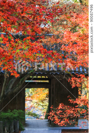 Autumn leaves of Taikoji Temple 90087496