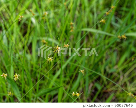 莎草家族莎草 90087649