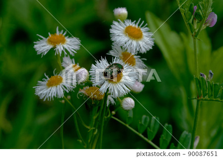 Halzion 的賞花昆蟲，Gametis jucunda 90087651