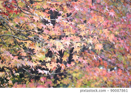 Beautiful leaves that turn colorful (American sweetgum, sweetgum) 90087861