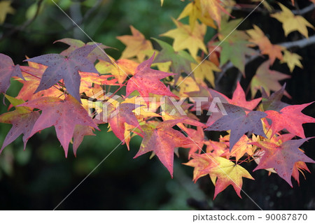 美麗的葉子變成五顏六色的（美國楓香，楓香） 90087870