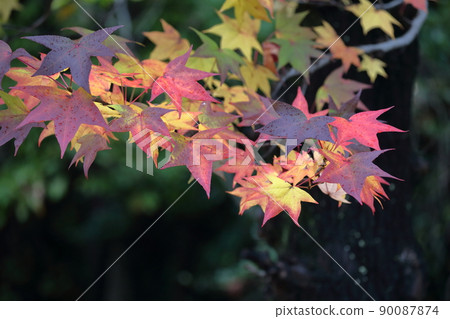 Beautiful leaves that turn colorful (American sweetgum, sweetgum) 90087874