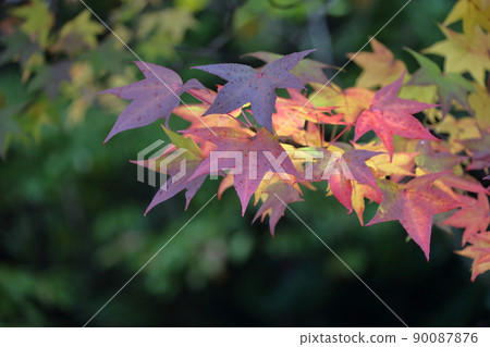 原產於美國的樹木秋葉（美洲楓香、楓香） 90087876