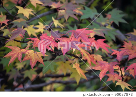 Beautiful leaves that turn colorful (American sweetgum, sweetgum) Beautiful leaves that turn colorful (American sweetgum, sweetgum) 90087878