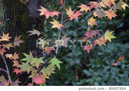 Beautiful leaves that turn colorful (American sweetgum, sweetgum) 90087884