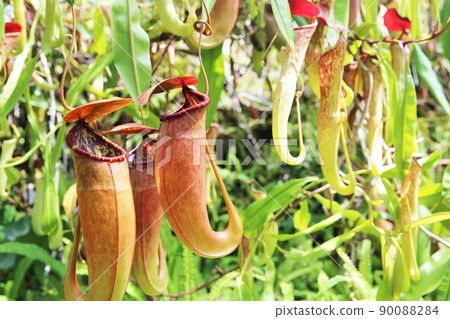 Utsukabakara 90088284