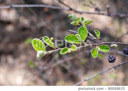 Shadbush branch with opened vegetative buds, young green leaves in the spring day, Amelanchier, close-up, selective focus. Shadbush branch with opened vegetative buds, young green leaves in the spring day, Amelanchier, close-up, selective focus. 90088635