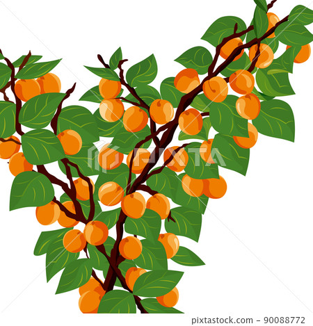 杏樹、杏果 90088772