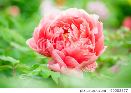 牡丹花 牡丹花 90088877