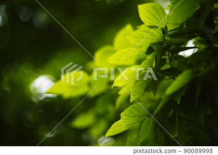 Fresh green leaves background material Fresh green leaves background material 90089998