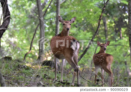 Parents and children of wild sika deer looking back in the woods 90090029