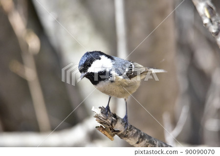 Black and white bird perching on a branch Black and white bird perching on a branch 90090070