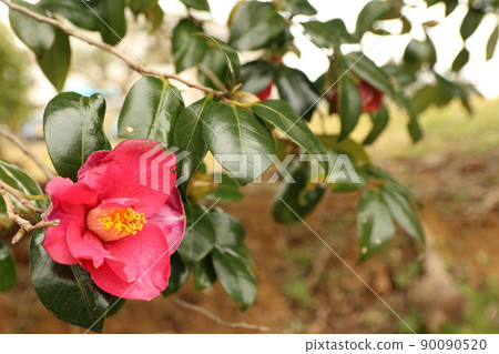 Red camellia in full bloom Red camellia in full bloom 90090520