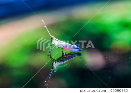 Grasshopper perching on a mirror 90090583