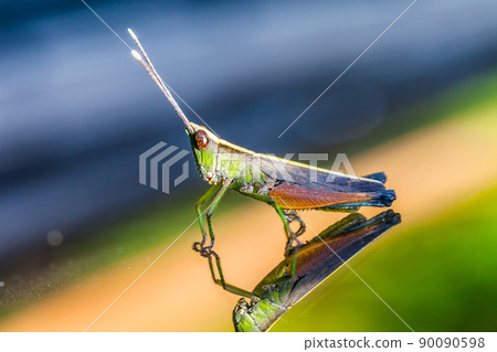 Grasshopper perching on a mirror 90090598