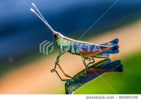 Grasshopper perching on a mirror 90090599