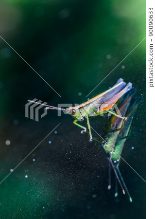 Grasshopper perching on a mirror 90090633