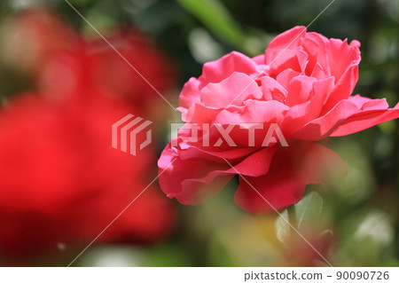 紅色玫瑰花一個輪子 紅色玫瑰花一個輪子 90090726