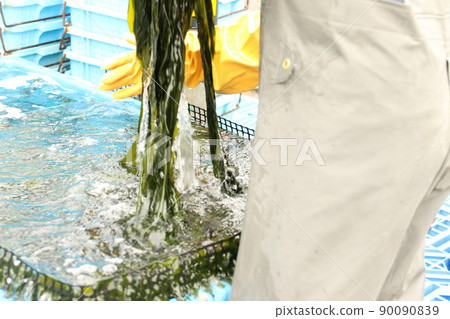 Landing and sorting work for the first harvested wakame seaweed 90090839