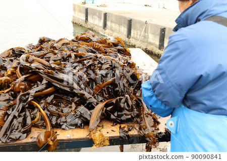 Landing and sorting work for the first harvested wakame seaweed Landing and sorting work for the first harvested wakame seaweed 90090841