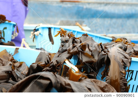 Landing and sorting work for the first harvested wakame seaweed 90090901