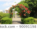 A rose garden 90091198