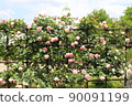 A rose garden 90091199
