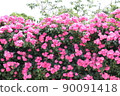 A rose garden 90091418