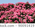 A rose garden 90091419