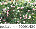 A rose garden 90091420