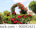 A rose garden 90091421