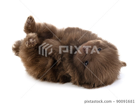 puppy pomeranian in studio 90091681