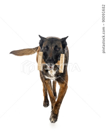 malinois in studio 90091682