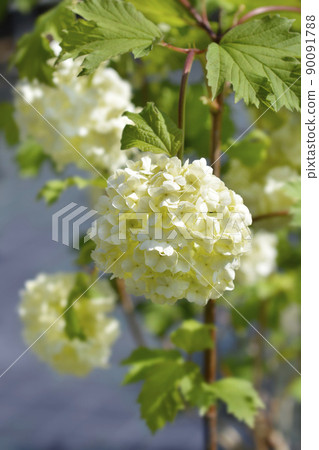 Red Guelder Rose 90091788