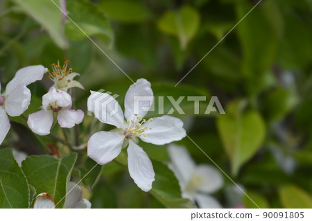 Golden Delicious apple 90091805