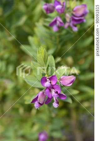 Myrtle-leaf milkwort 90091815