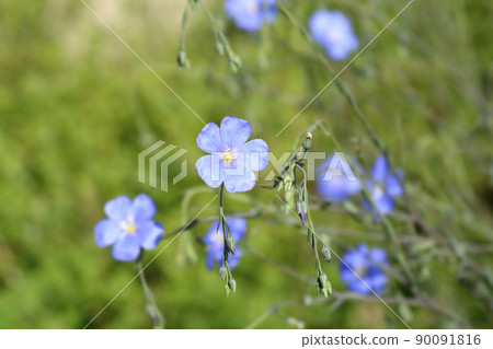 Perennial flax 90091816