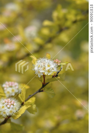 Ninebark Luteus Ninebark Luteus 90091818