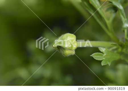 Persian buttercup Persian buttercup 90091819