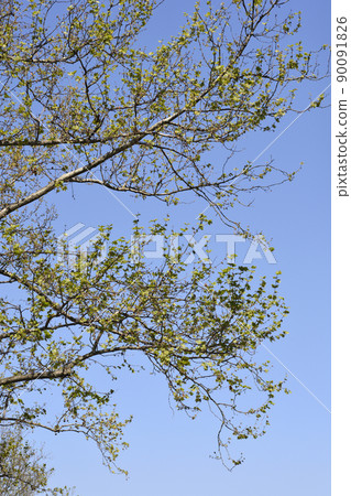 London plane 90091826