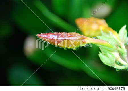 The bud of the rain 90092176