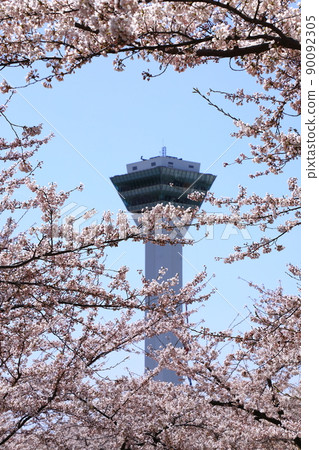 五棱郭公園的五棱郭塔和櫻花 90092305