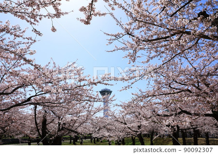 五棱郭公園的五棱郭塔和櫻花 90092307