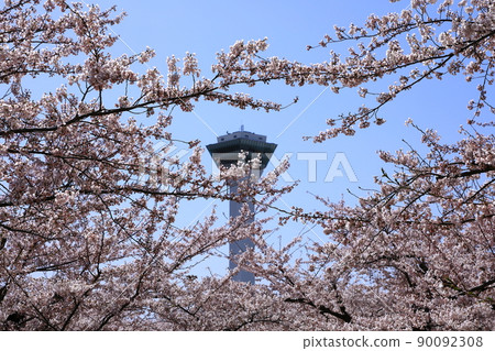 五棱郭公園的五棱郭塔和櫻花 五棱郭公園的五棱郭塔和櫻花 90092308