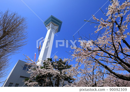 五棱郭公園的五棱郭塔和櫻花 五棱郭公園的五棱郭塔和櫻花 90092309