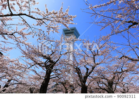 五棱郭公園的五棱郭塔和櫻花 五棱郭公園的五棱郭塔和櫻花 90092311
