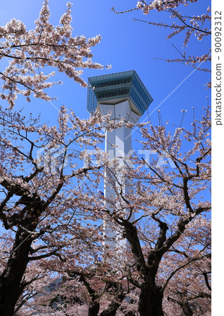 五棱郭公園的五棱郭塔和櫻花 五棱郭公園的五棱郭塔和櫻花 90092312